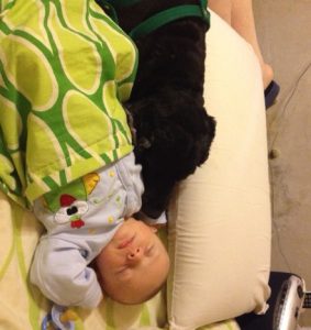 Relación entre la mascota y los bebés.